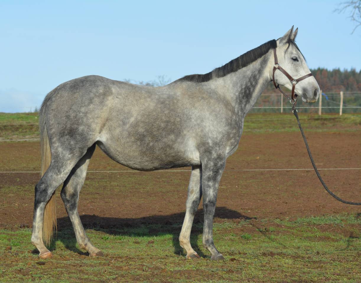 Mare Thoroughbred For sale 2021 Dark Bay