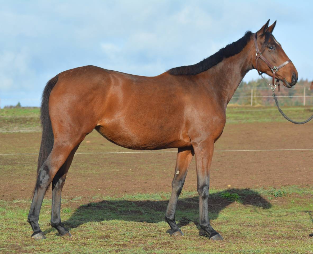 Mare Thoroughbred For sale 2021 Dark Bay