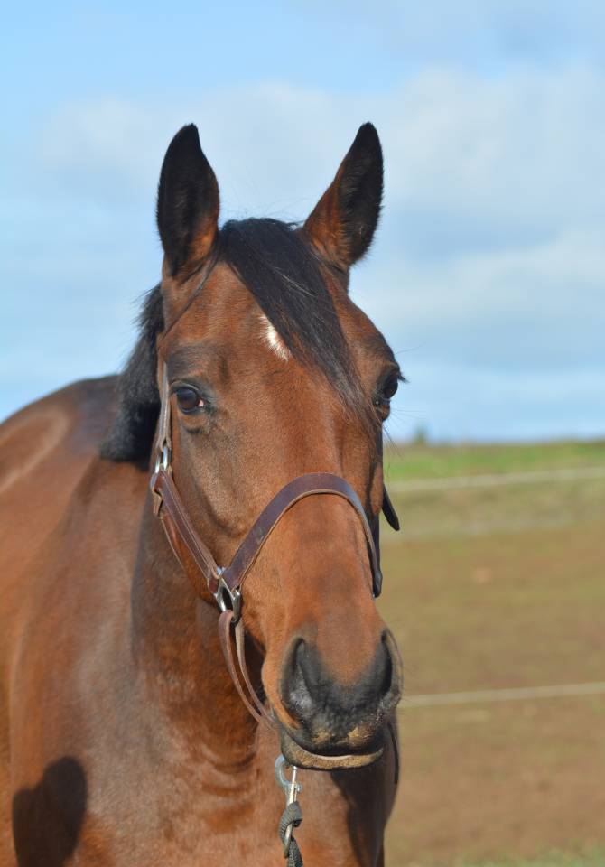 Mare Thoroughbred For sale 2021 Dark Bay
