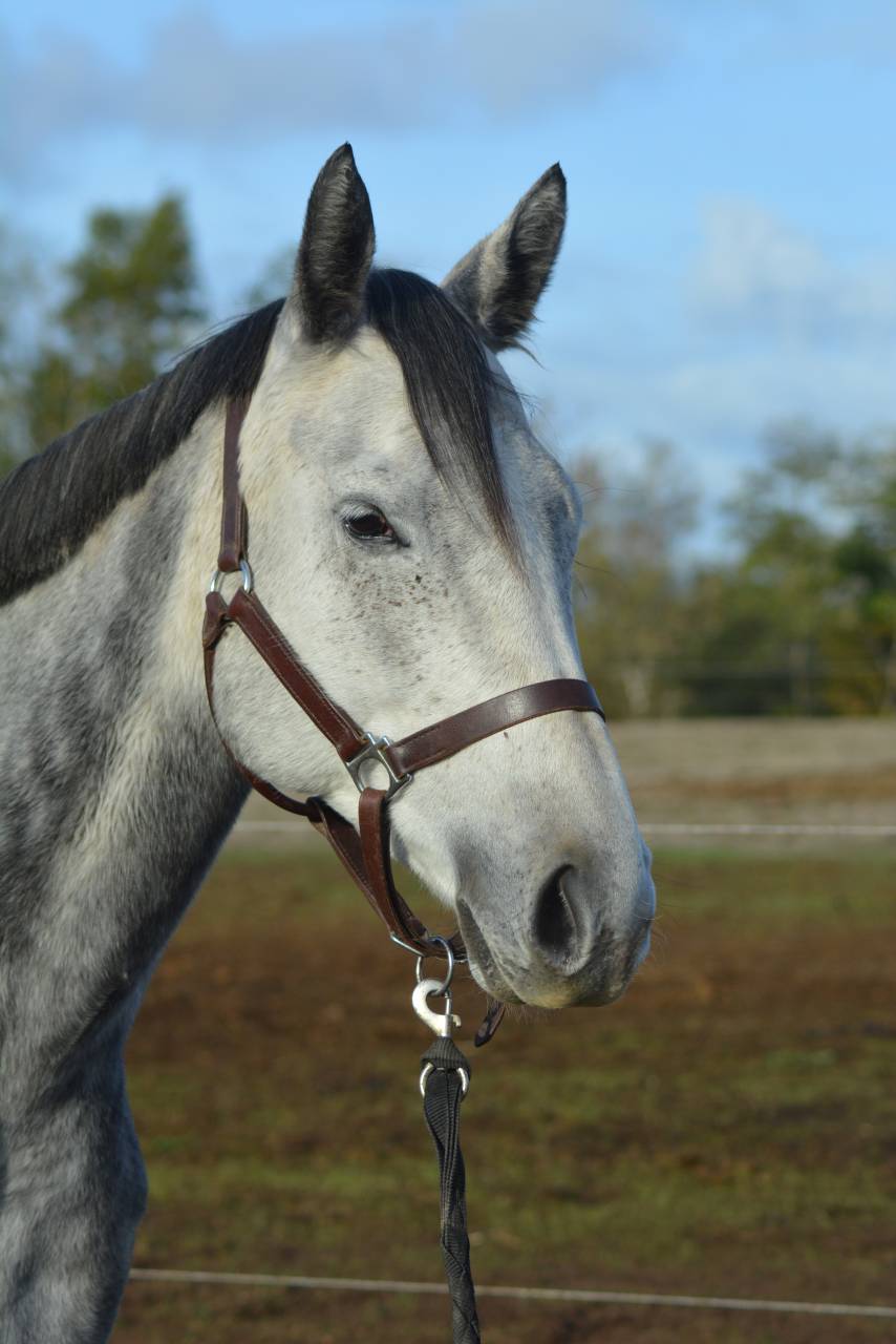 Mare Thoroughbred For sale 2021 Dark Bay