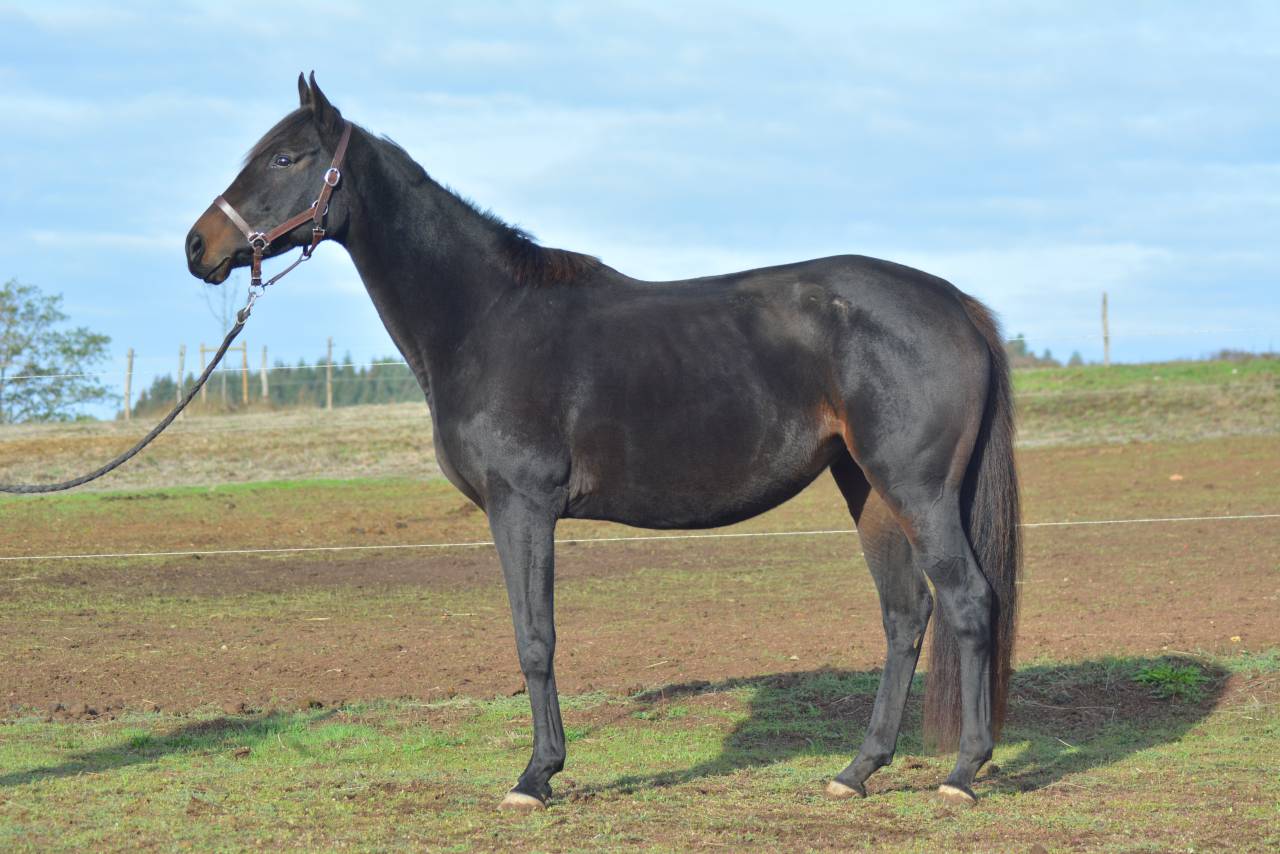 Mare Thoroughbred For sale 2021 Dark Bay