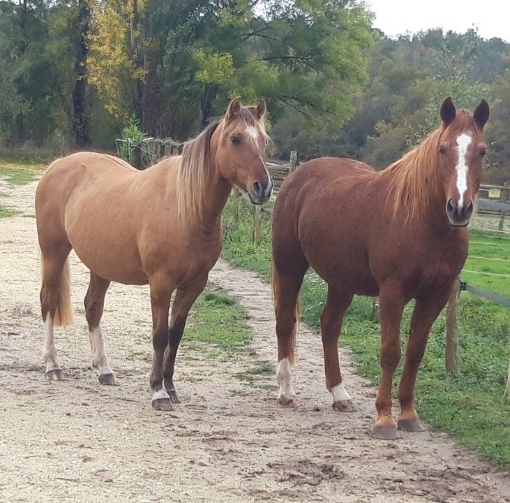 Equestrian property  Dordogne