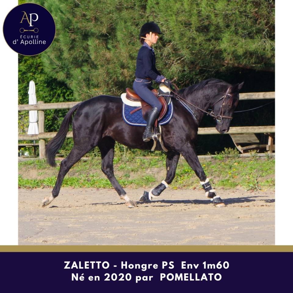 Gelding Thoroughbred For sale 2020 Black