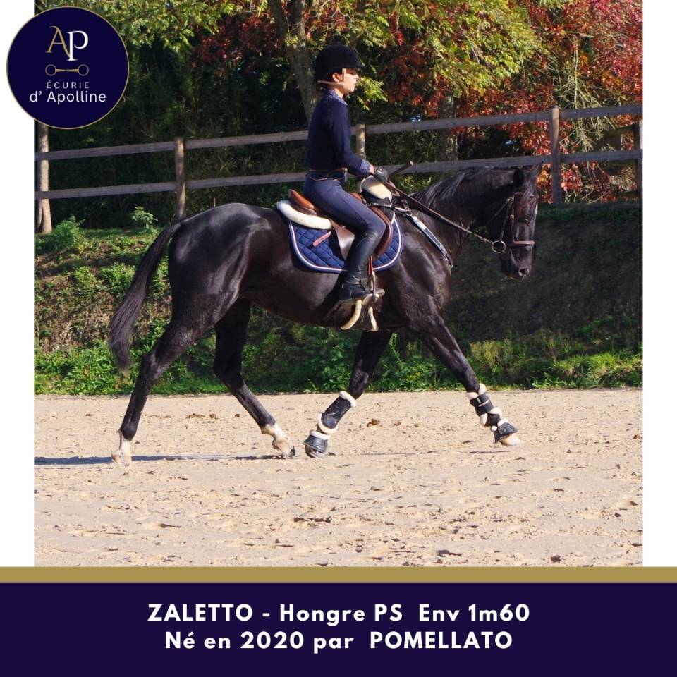 Gelding Thoroughbred For sale 2020 Black