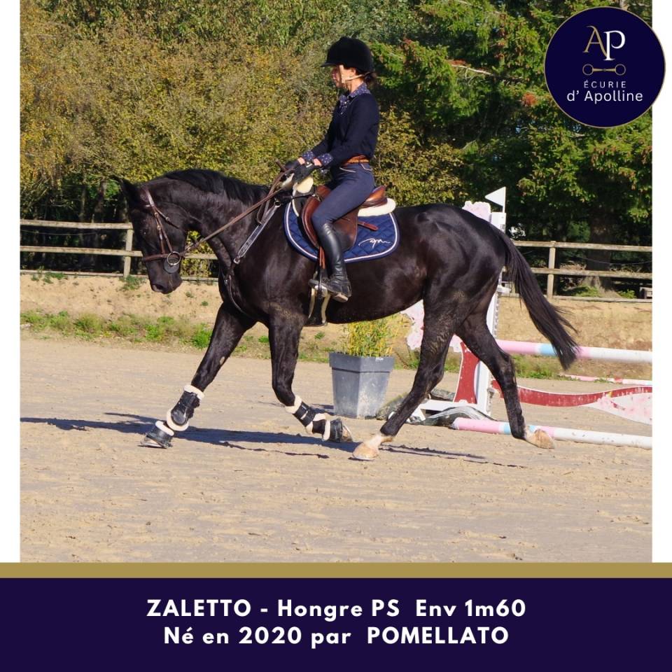 Gelding Thoroughbred For sale 2020 Black