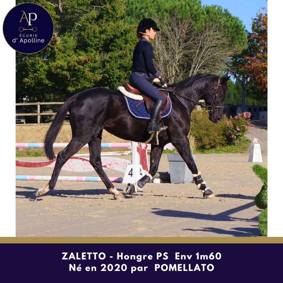 Gelding Thoroughbred For sale 2020 Black