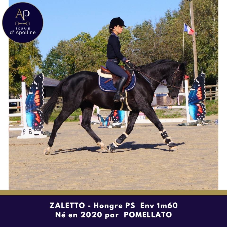 Gelding Thoroughbred For sale 2020 Black
