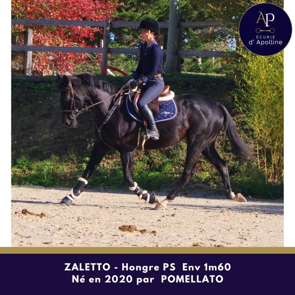 Gelding Thoroughbred For sale 2020 Black