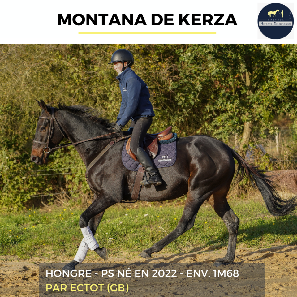 Gelding Thoroughbred For sale 2022 Bay