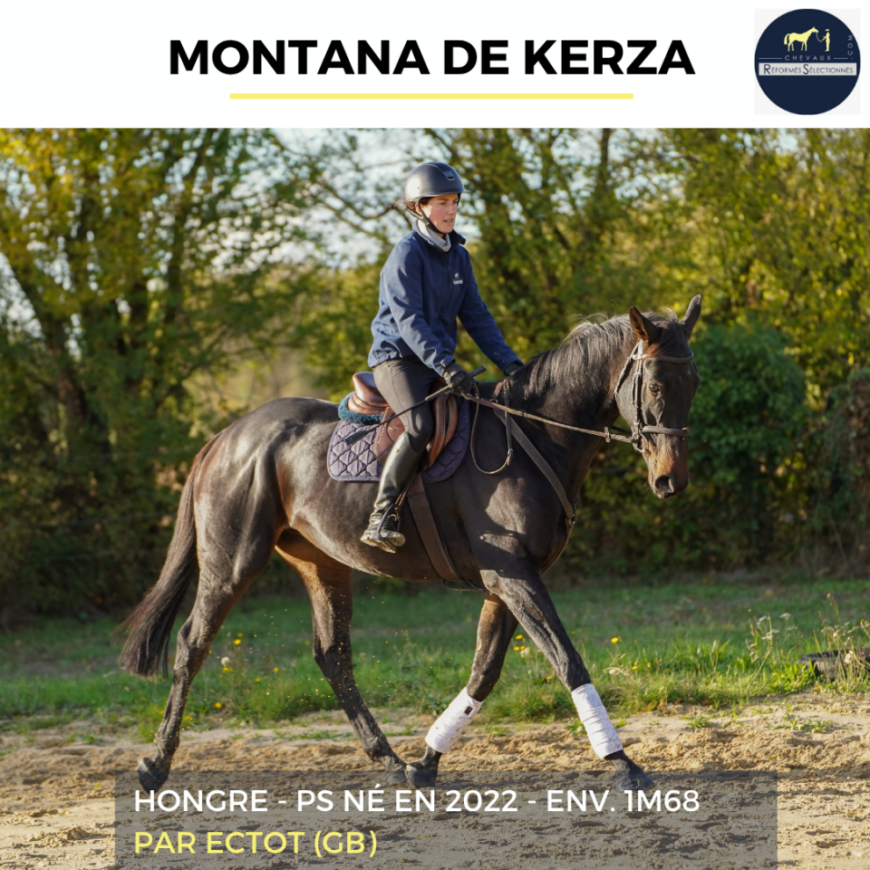 Gelding Thoroughbred For sale 2022 Bay