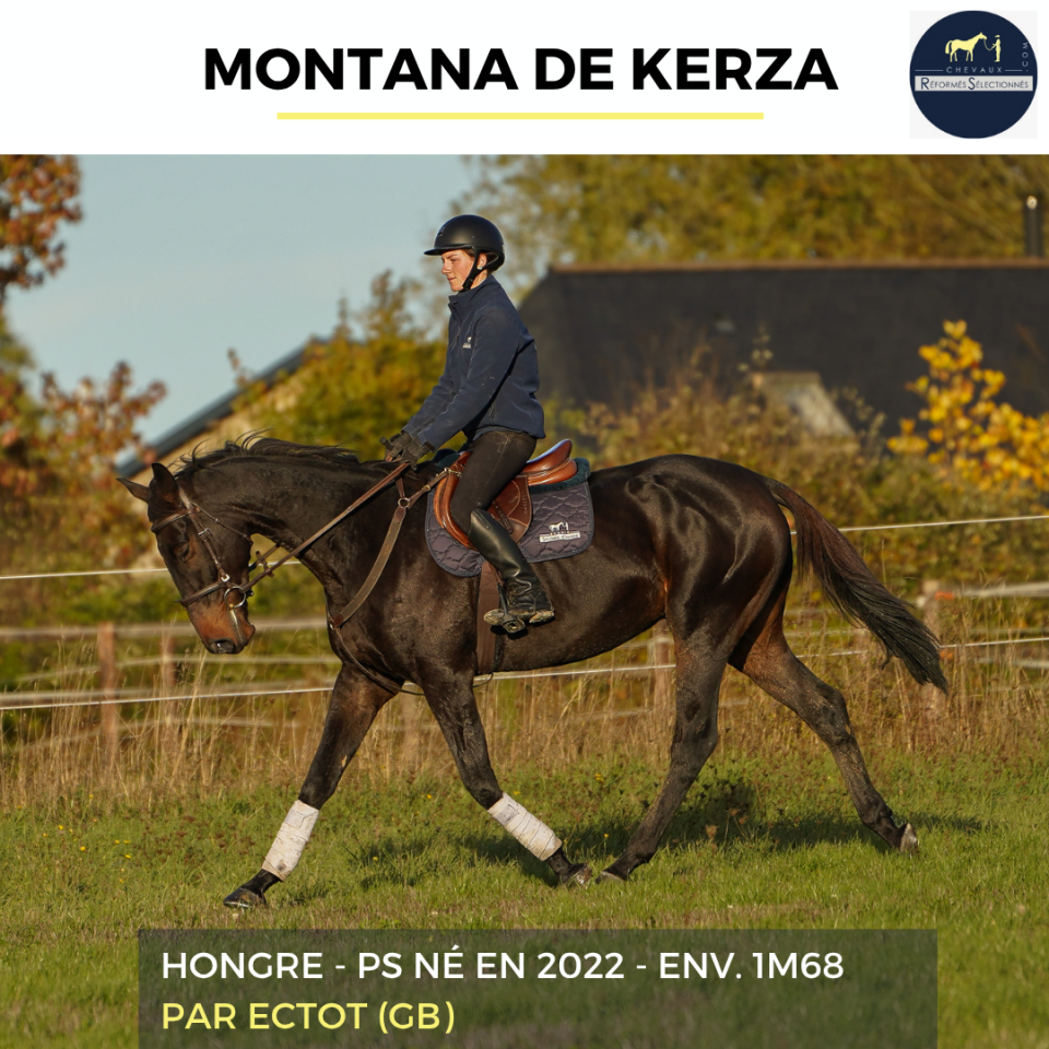 Gelding Thoroughbred For sale 2022 Bay