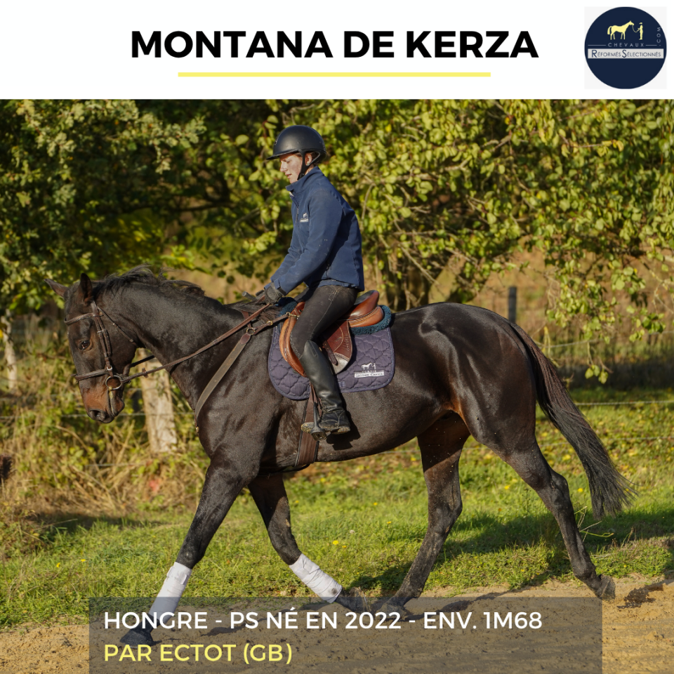 Gelding Thoroughbred For sale 2022 Bay