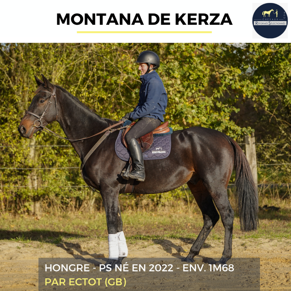 Gelding Thoroughbred For sale 2022 Bay