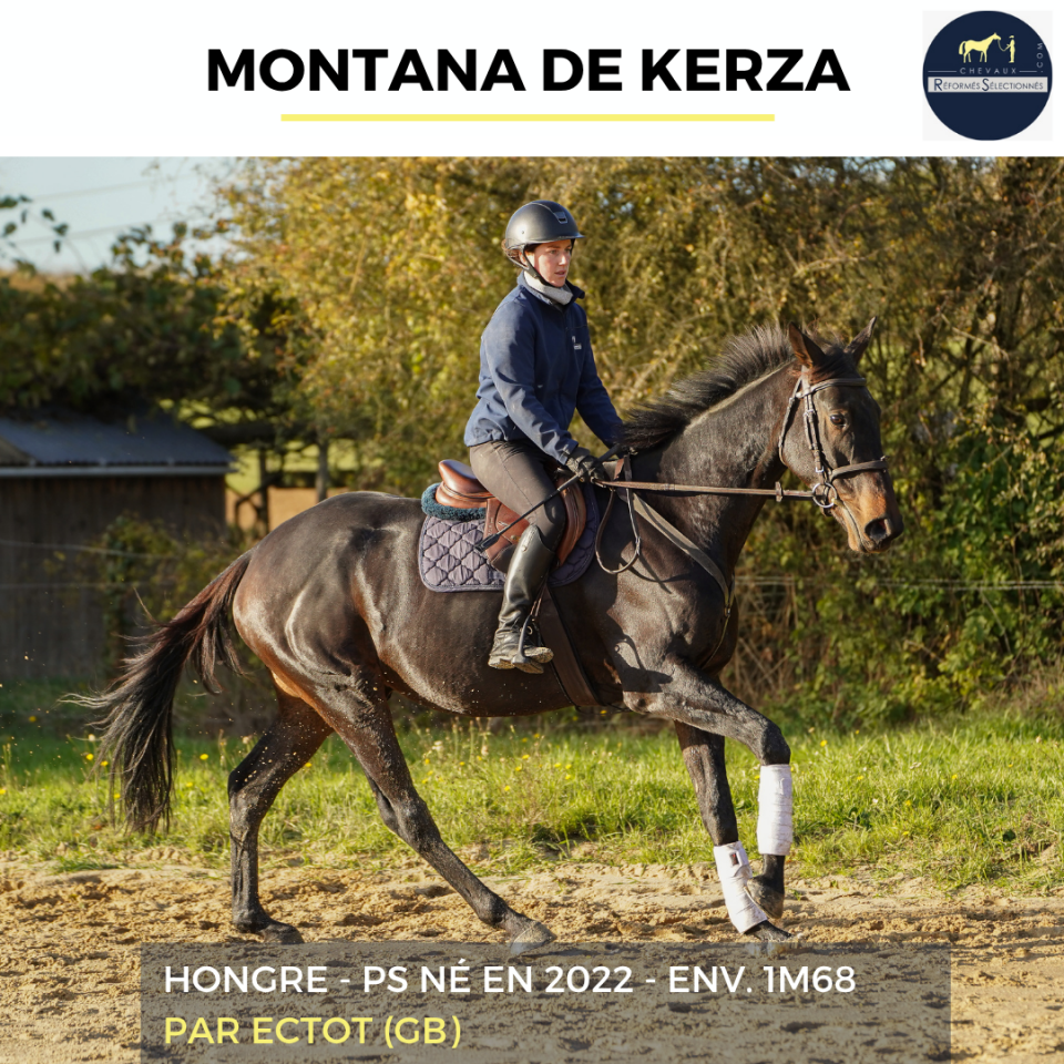 Gelding Thoroughbred For sale 2022 Bay