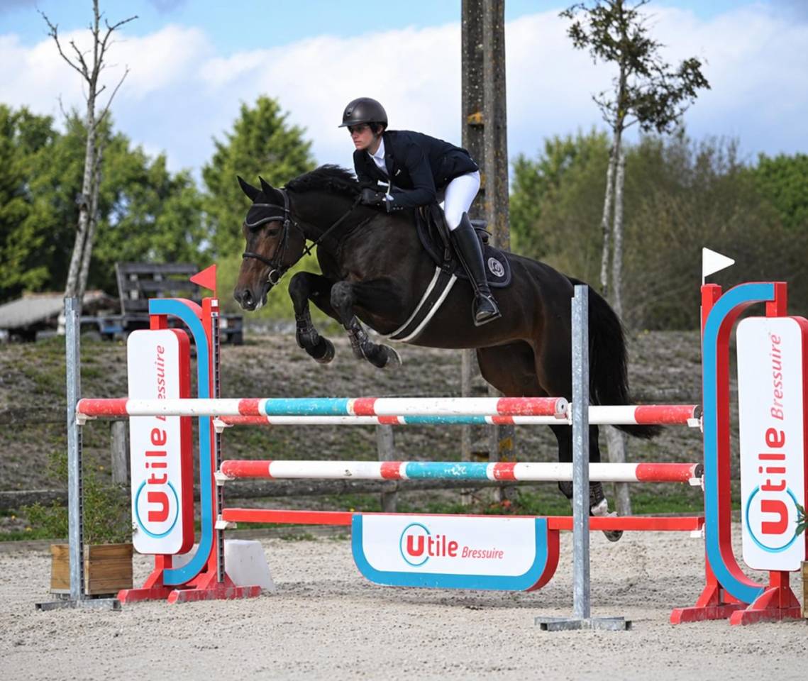 Gelding Selle Fran&ccedil;ais For sale 2020 Bay