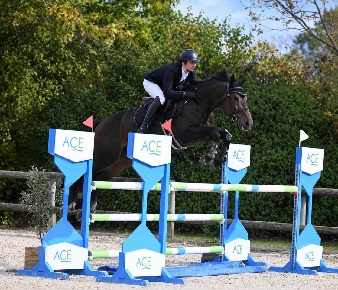 Gelding Selle Fran&ccedil;ais For sale 2020 Bay
