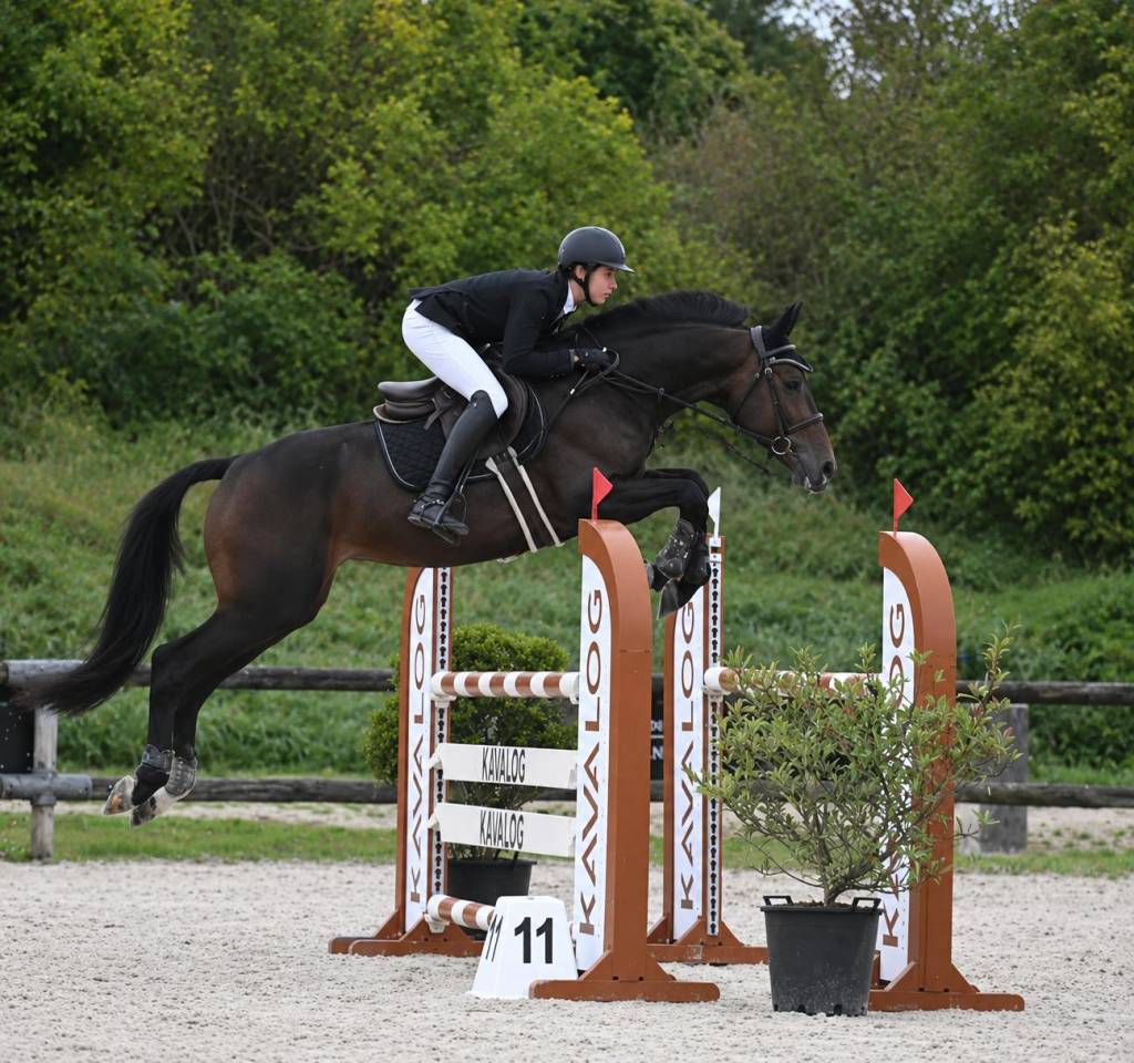 Gelding Selle Fran&ccedil;ais For sale 2020 Bay