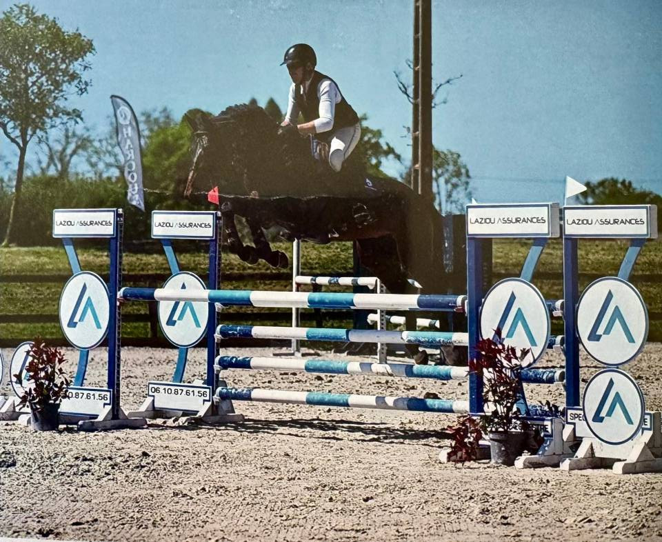 Gelding Selle Fran&ccedil;ais For sale 2020 Bay