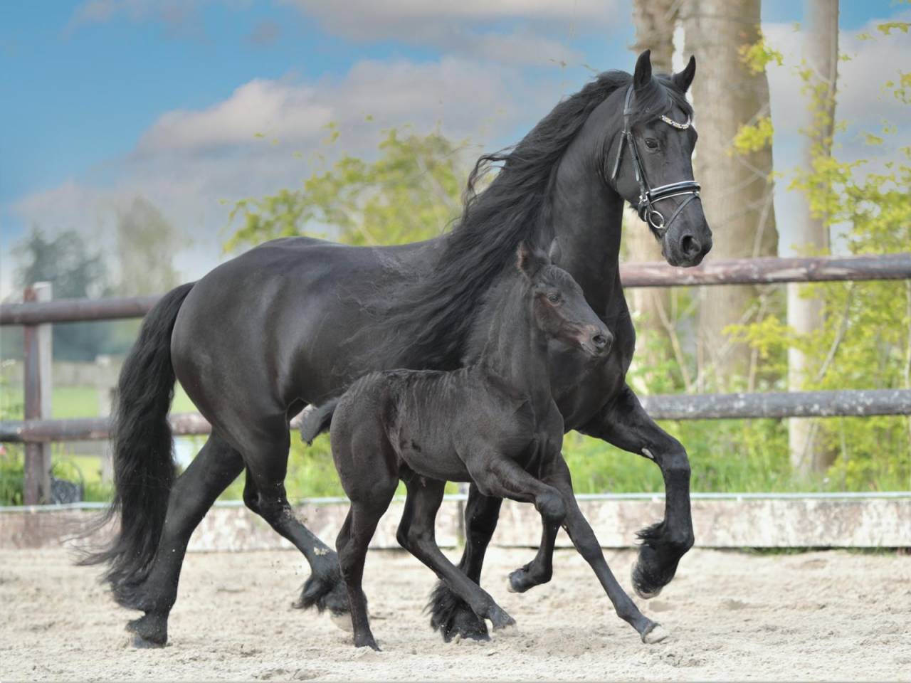 Filly Friesian For sale 2026 Black