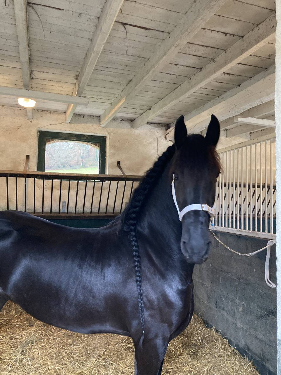 Filly Friesian For sale 2026 Black