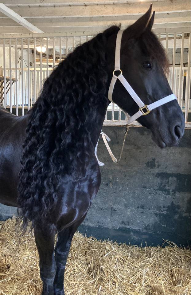 Filly Friesian For sale 2026 Black