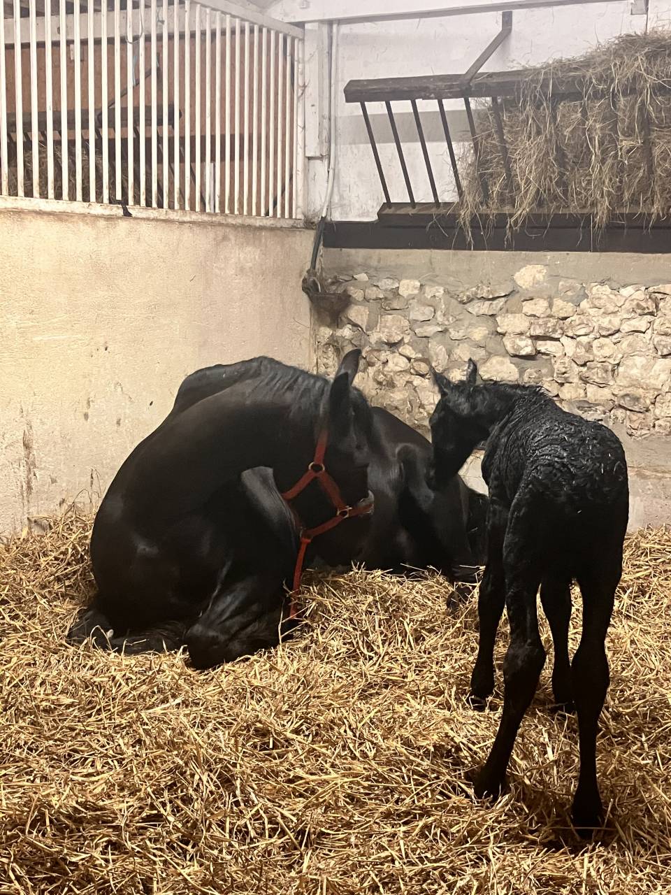 Filly Friesian For sale 2026 Black