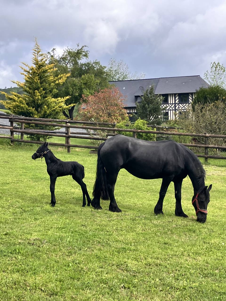 Filly Friesian For sale 2026 Black