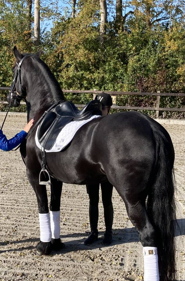 Filly Friesian For sale 2026 Black