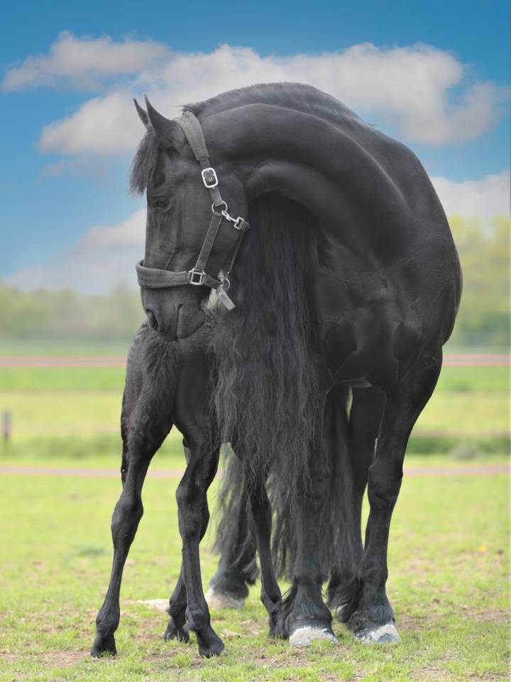 Filly Friesian For sale 2026 Black