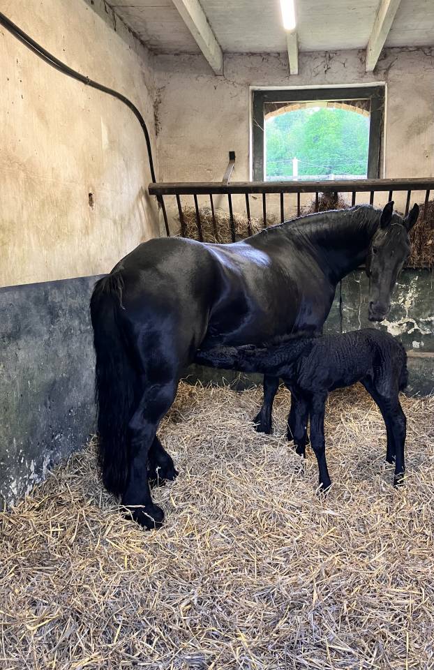 Filly Friesian For sale 2026 Black