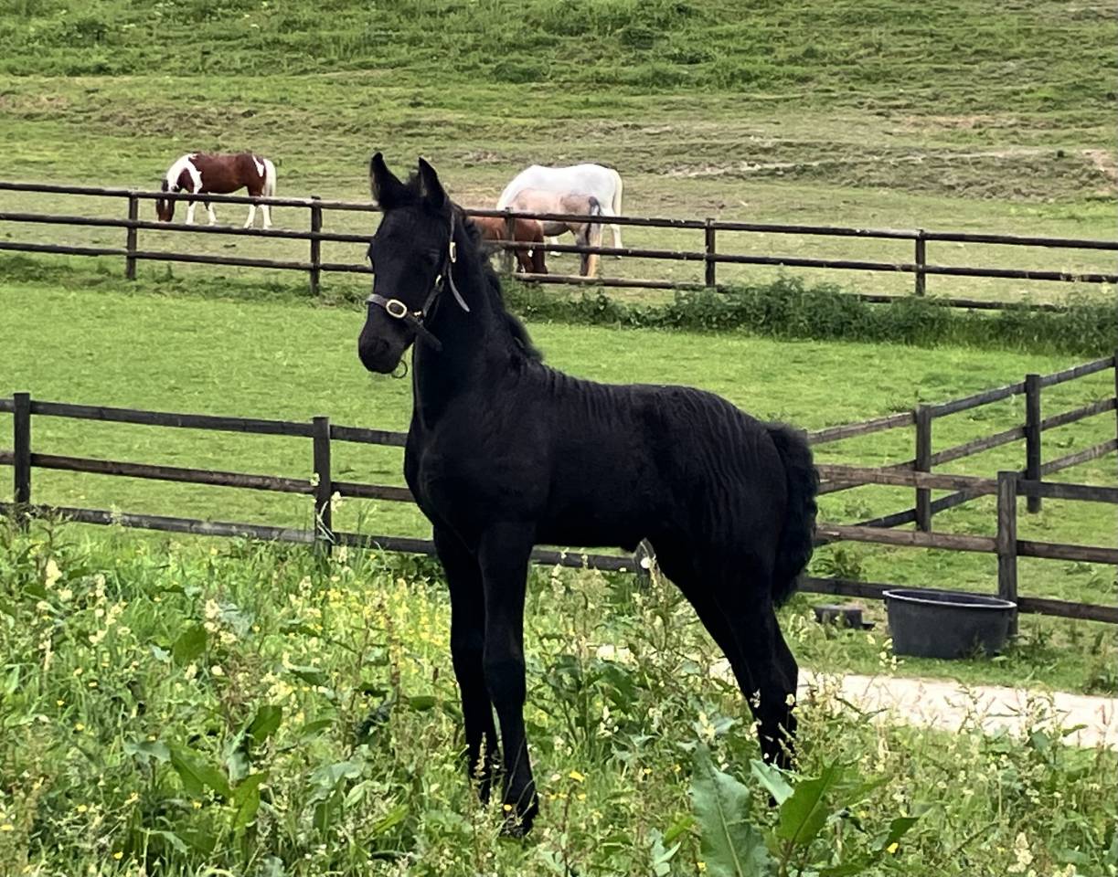 Filly Friesian For sale 2026 Black