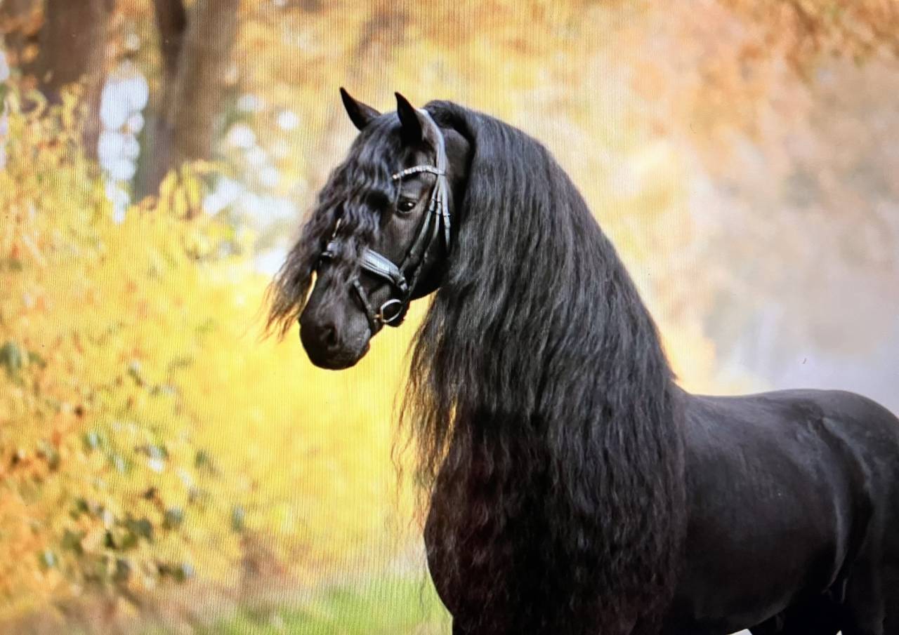 Filly Friesian For sale 2026 Black