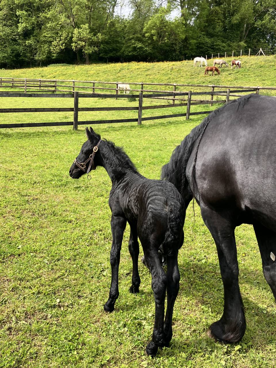 Filly Friesian For sale 2026 Black