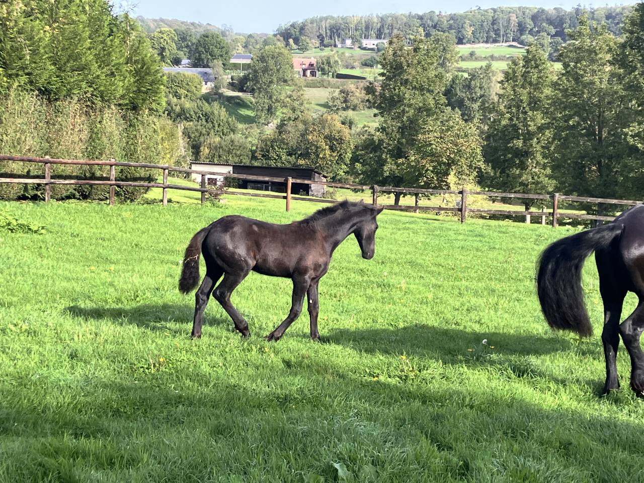 Filly Friesian For sale 2026 Black