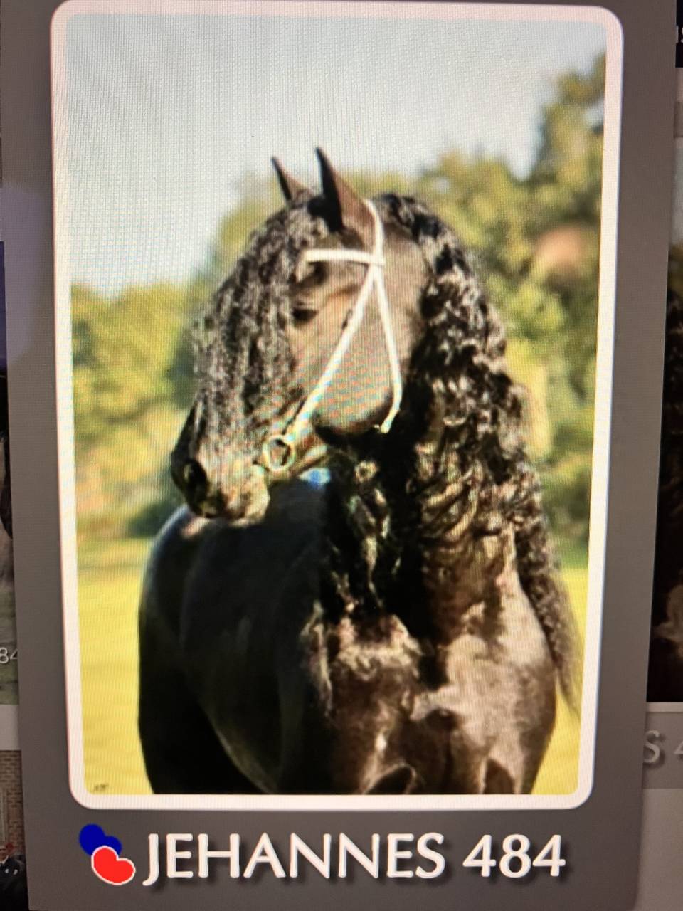 Filly Friesian For sale 2026 Black
