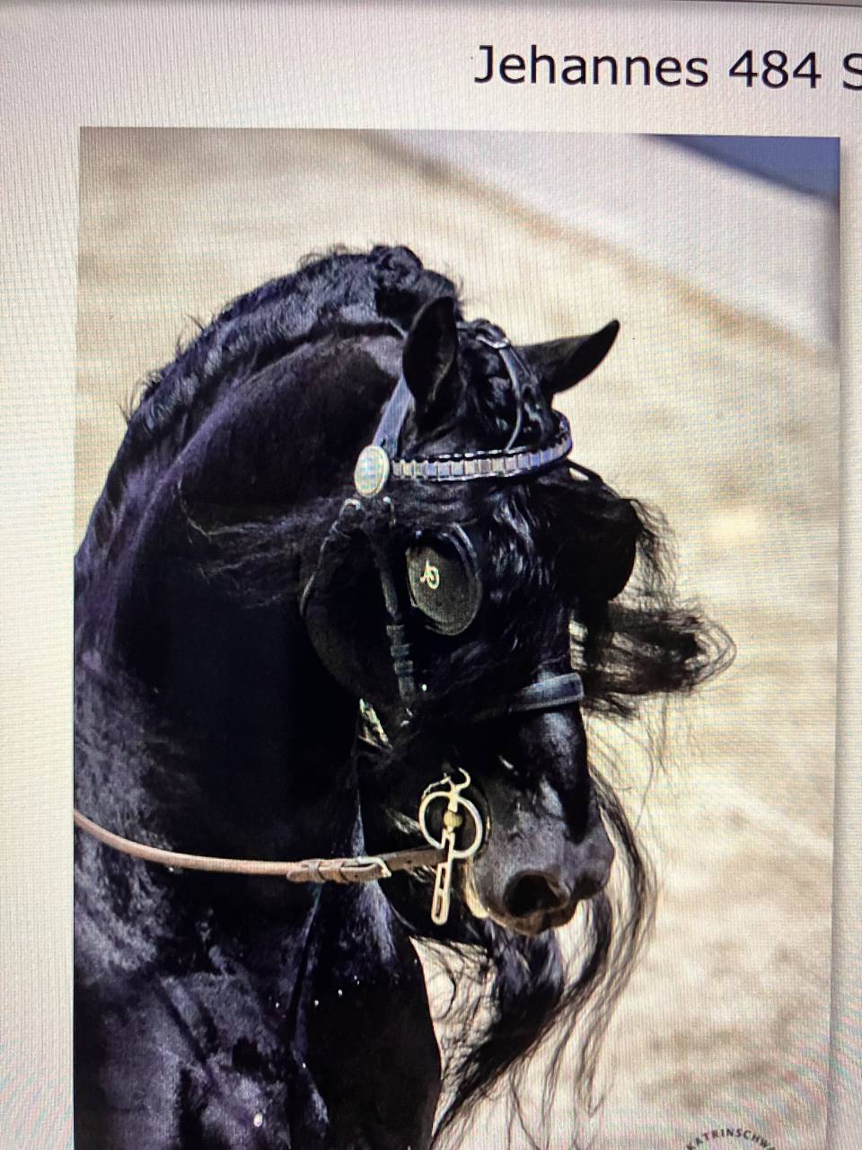 Filly Friesian For sale 2026 Black