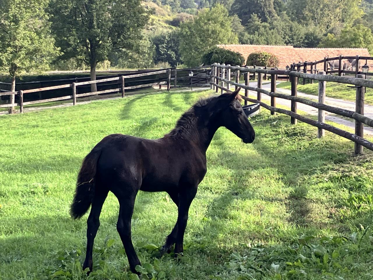 Filly Friesian For sale 2026 Black