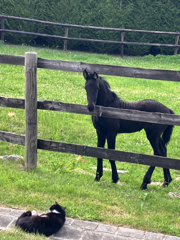 Filly Friesian For sale 2026 Black
