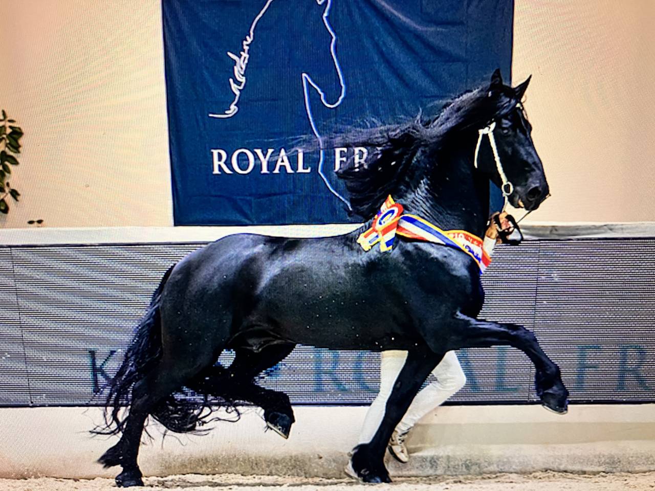 Filly Friesian For sale 2026 Black