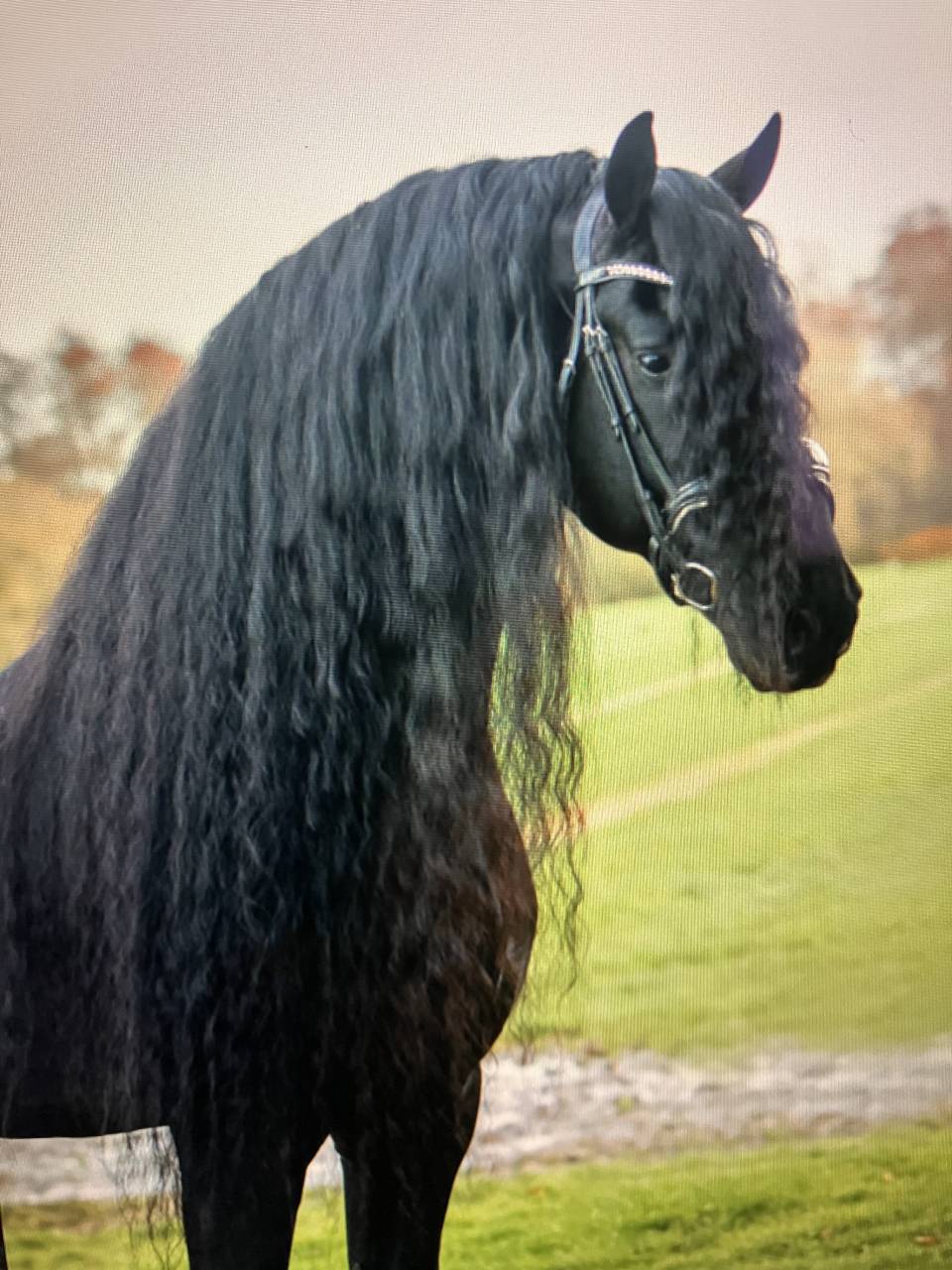 Filly Friesian For sale 2026 Black