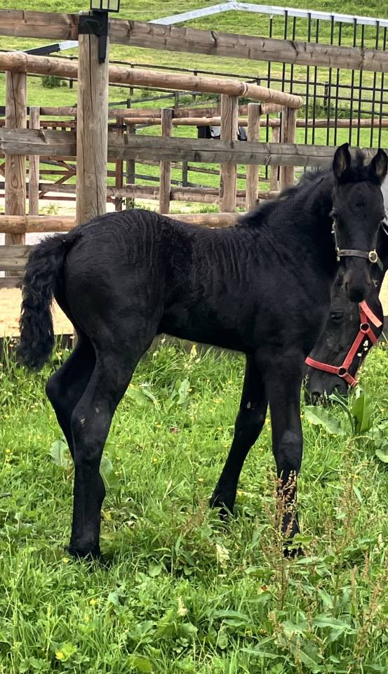 Filly Friesian For sale 2026 Black