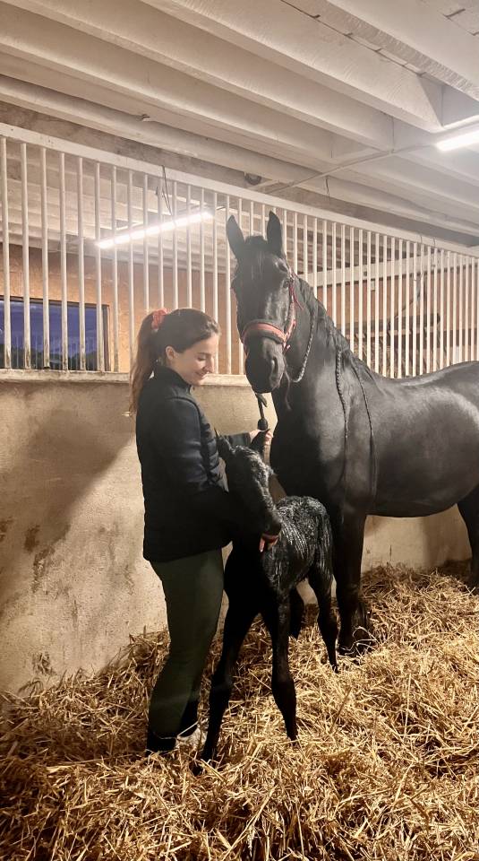 Filly Friesian For sale 2026 Black