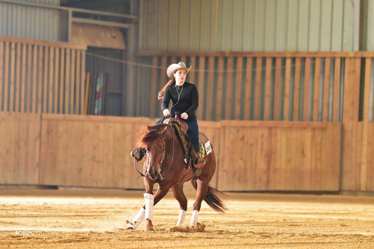 Gelding Quarter For sale 2019 Chesnut