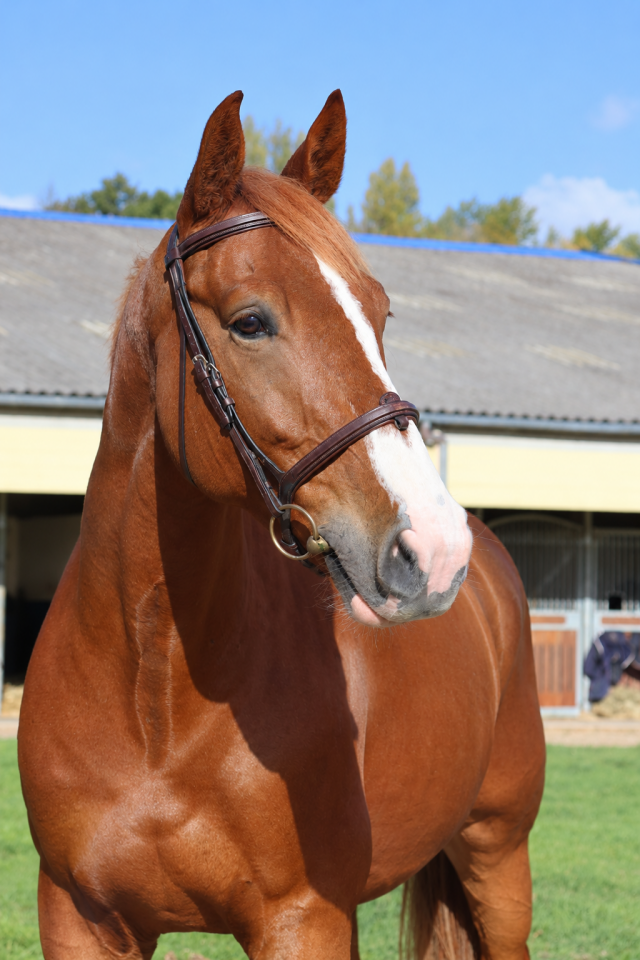 Gelding Selle Fran&ccedil;ais For sale 2017 Chesnut