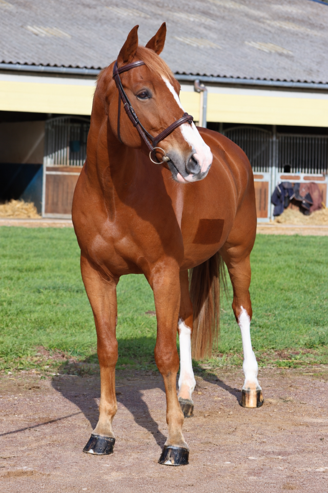 Gelding Selle Fran&ccedil;ais For sale 2017 Chesnut