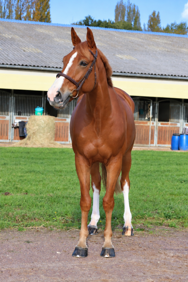 Gelding Selle Fran&ccedil;ais For sale 2017 Chesnut