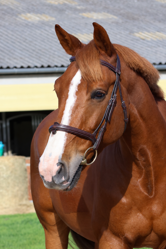 Gelding Selle Fran&ccedil;ais For sale 2017 Chesnut