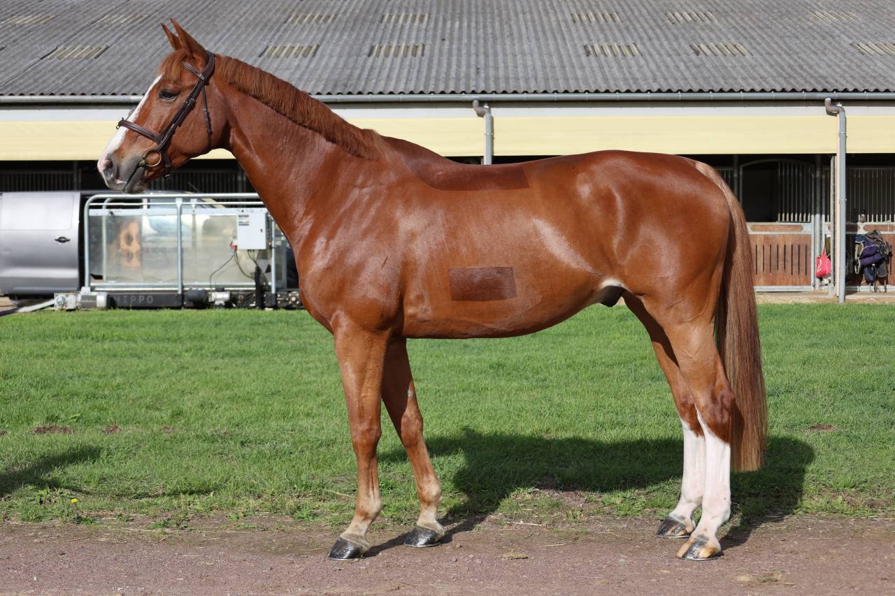 Gelding Selle Fran&ccedil;ais For sale 2017 Chesnut