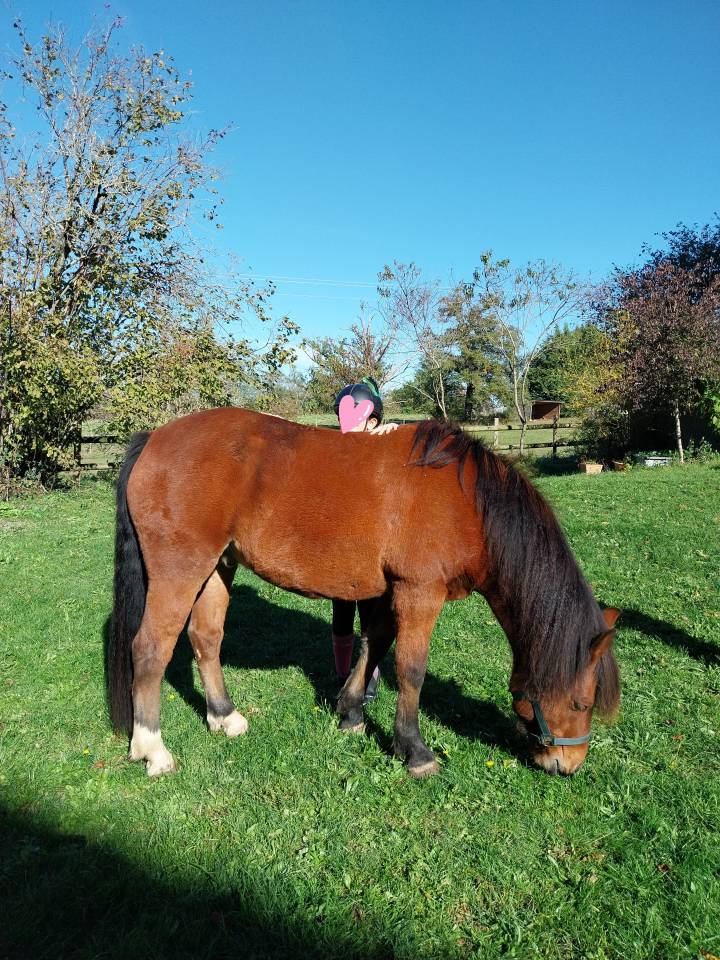 Gelding Pottok  For sale 2020 Bay