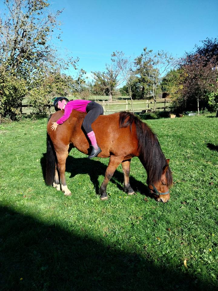 Gelding Pottok  For sale 2020 Bay